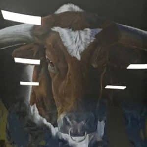Long Horn
