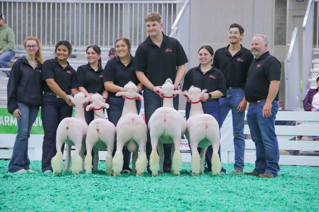 Northern Oklahoma Sheep Center students attended the North American International Livestock Expo (NAILE) in Louisville, Kentucky, in November. Pictured are NOC Sheep Center students exhibiting the Reserve Champion Dorset Flock. (L to R): NOC Alumni Sidnie Saville and current students Kinzie Bell, Shelby Harland, Savannah Neighbors, Haydyn Smolek, Ashlyn Todd, Jake Smith and Sheep Center Director Bart Cardwell (not pictured Hope Henderson)