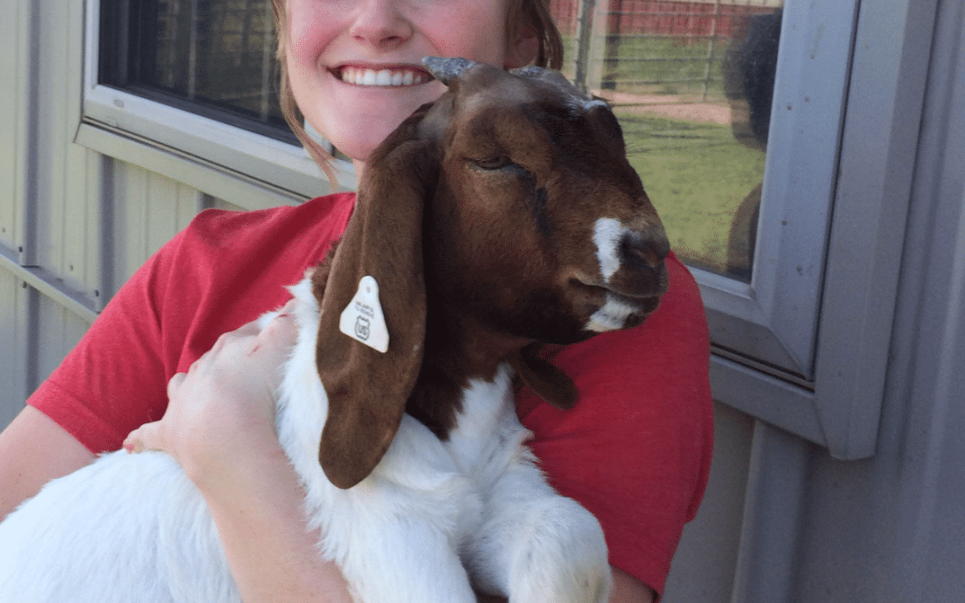 Katie Davis Veterinary Internship