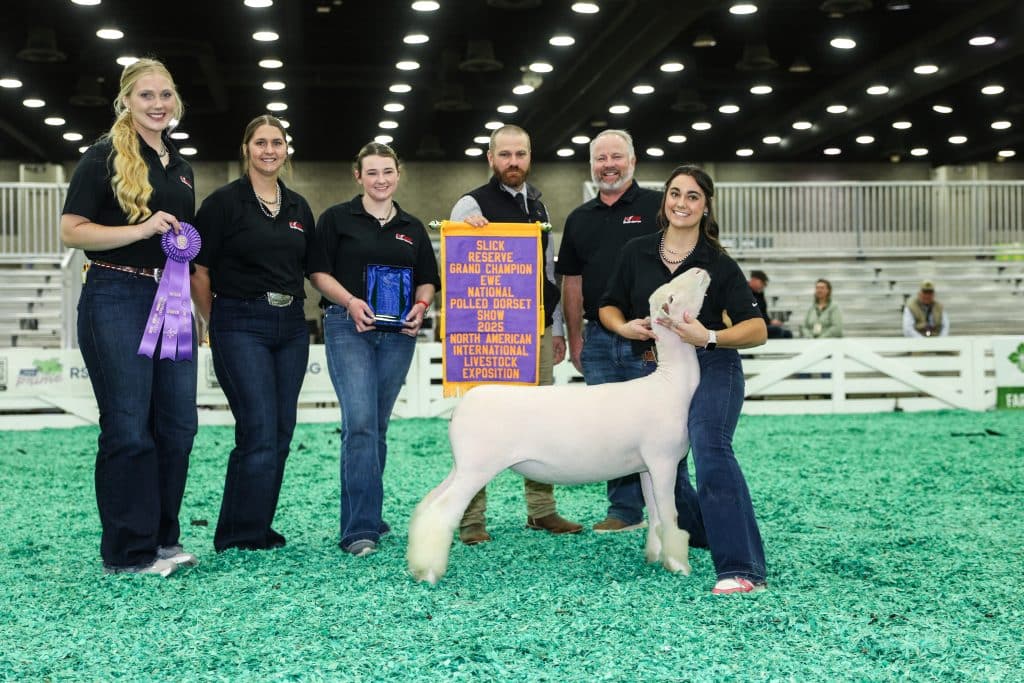 NOC students showed at the NAILE Livestock Expo in Louisville, Kentucky, in November. Pictured (L-R): Morgan Dolezal, Lily Martin, Paige Burns, Sheep Center Director Bart Cardwell, and Rosa Mendiola. (photo provided)
